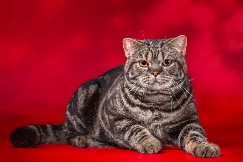 Мраморные коты шотландцы