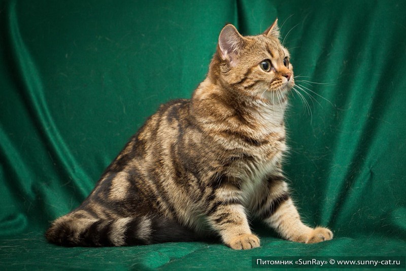 Британский кот мраморный кофейный окрас