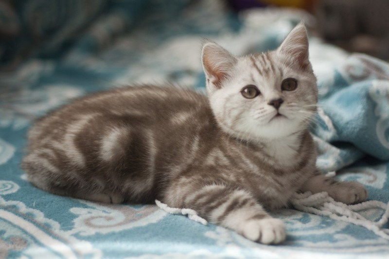 Кот британец мраморный