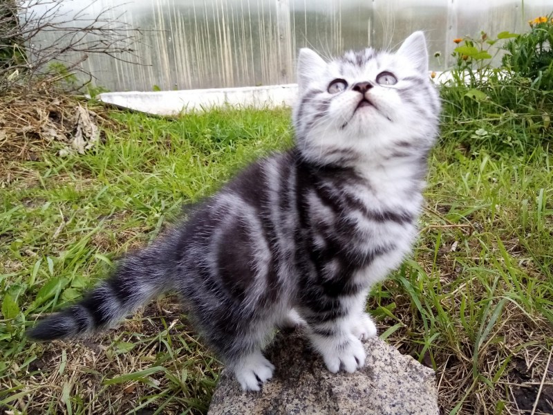 Котята мраморного окраса