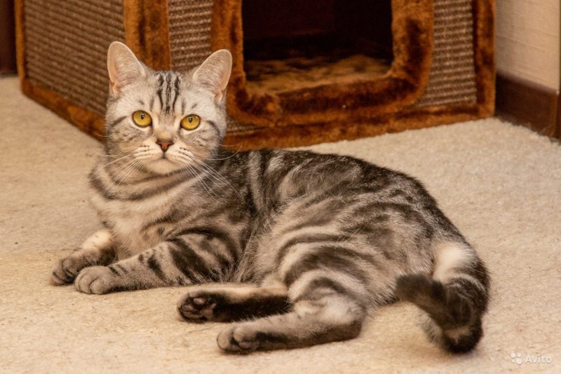 Черный мраморный британец кот