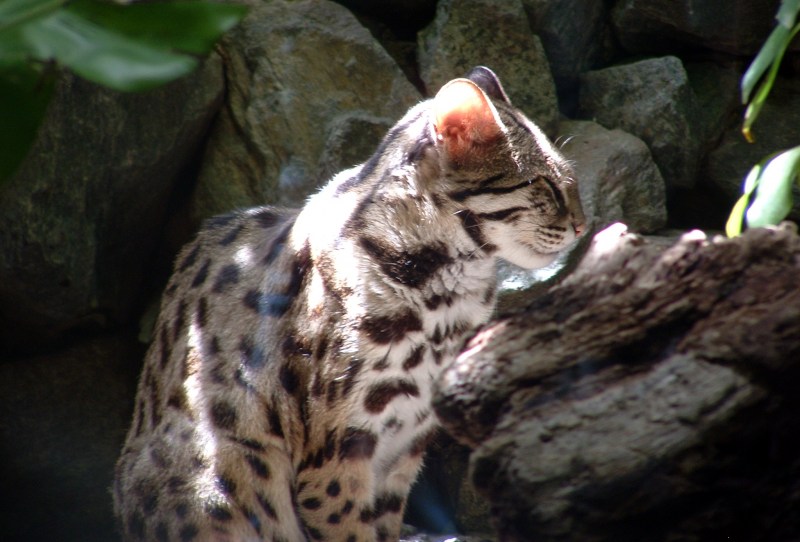 Бенгальская кошка мраморная