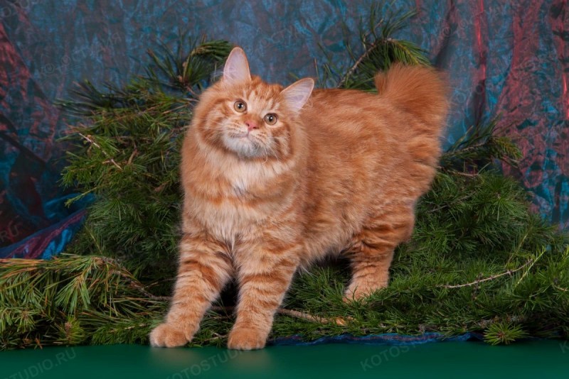 Кот Курильский бобтейл