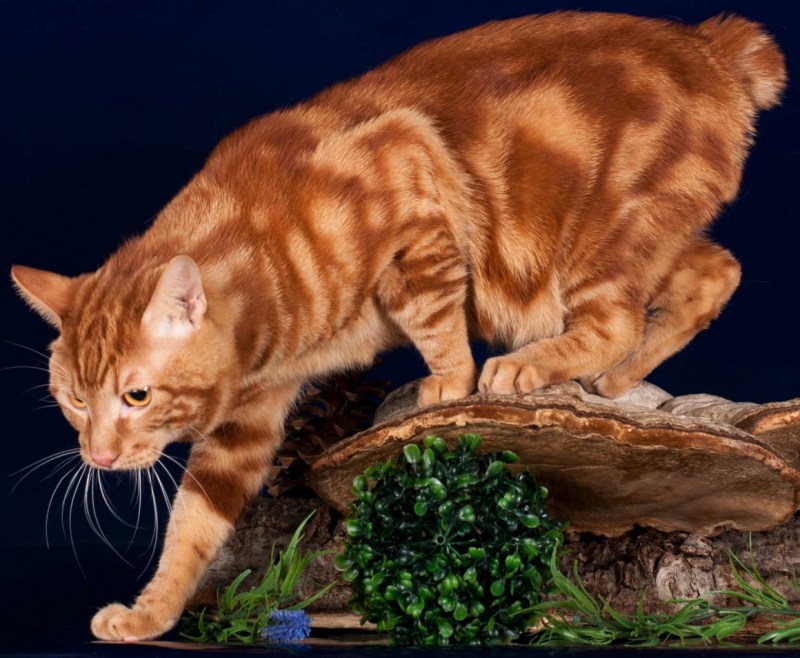 Кот Курильский бобтейл