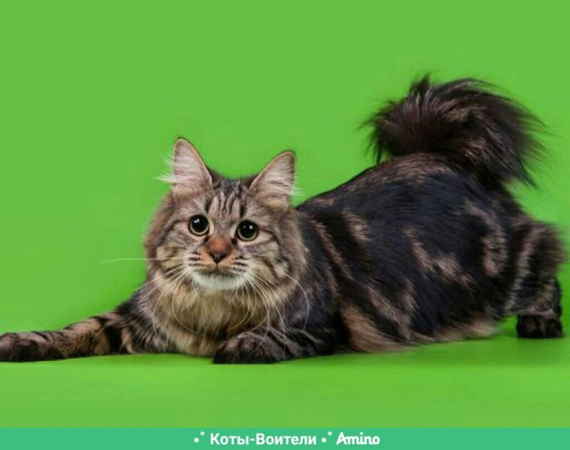 Кот Курильский бобтейл