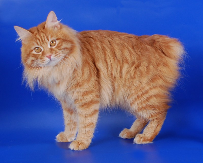Кот Курильский бобтейл