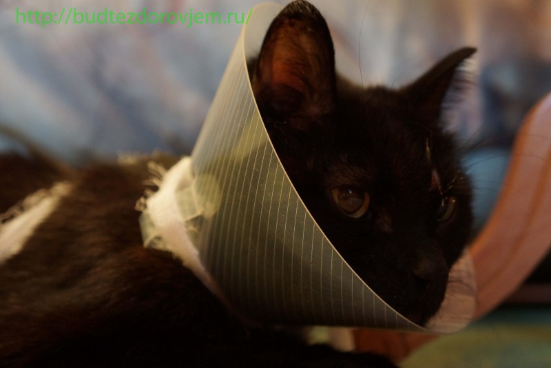 Воротник для кота