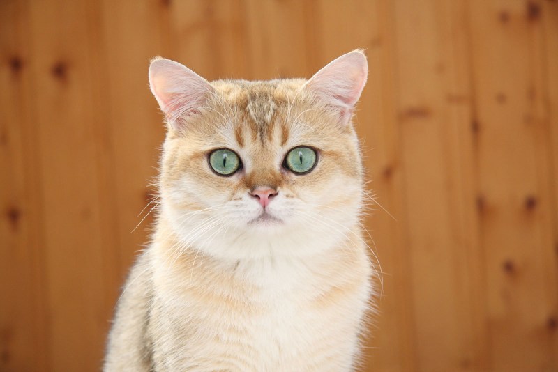Котиков из России номера