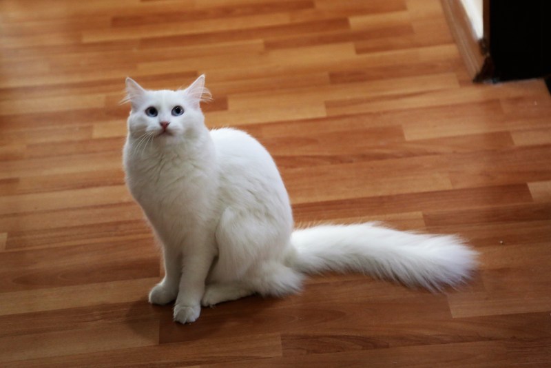 Картинки кошек