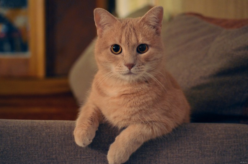 Палевая кошка