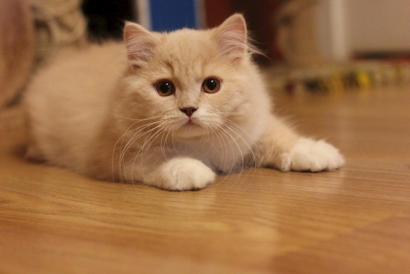 Манчкин кот персиковый