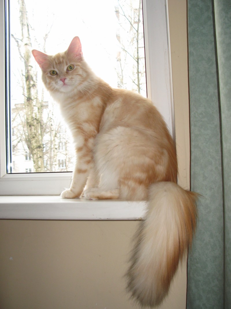 Кошка породы Мейн кун кремовый