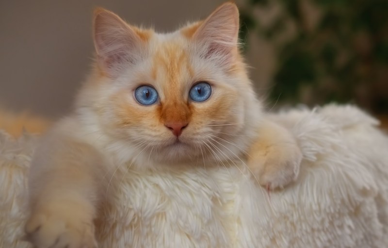 Сибирский кот персикового окраса