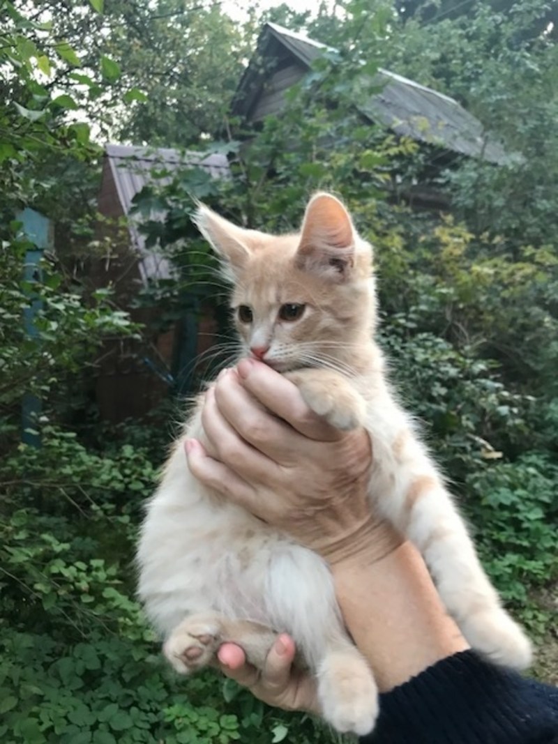 Кот палевого окраса