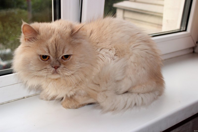 Персидский шиншилла кот персиковые