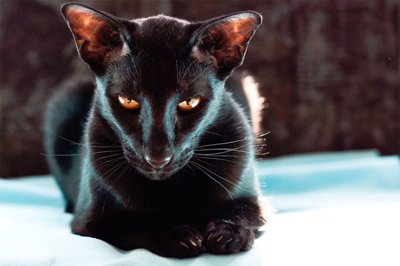Коты породы Ориентал