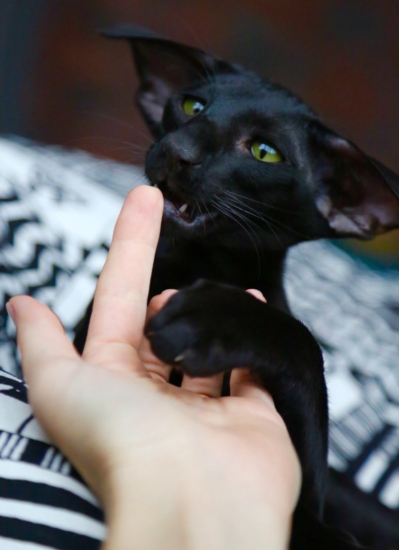 Кошка Ориентал