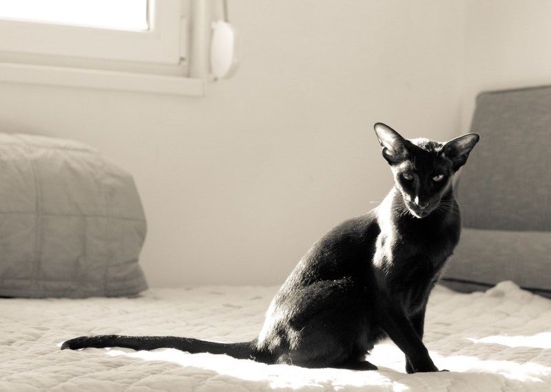 Черная кошка