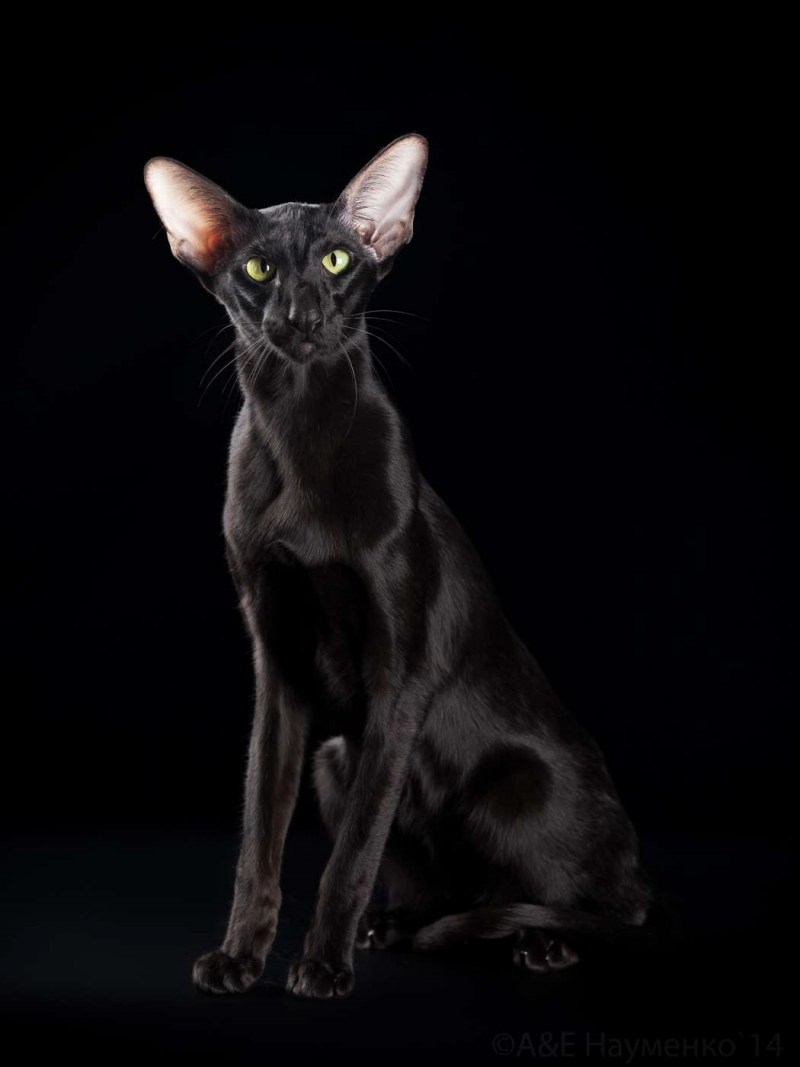 Корниш рекс