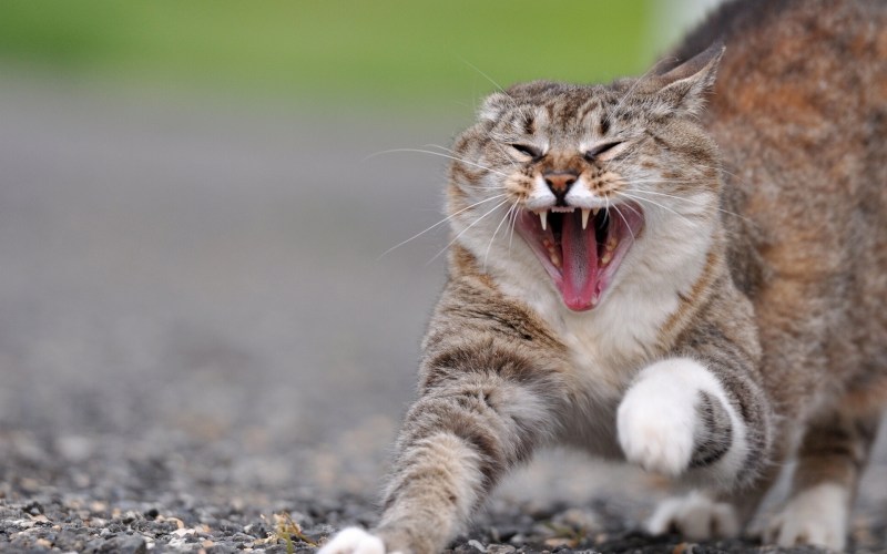 Разъяренный кот