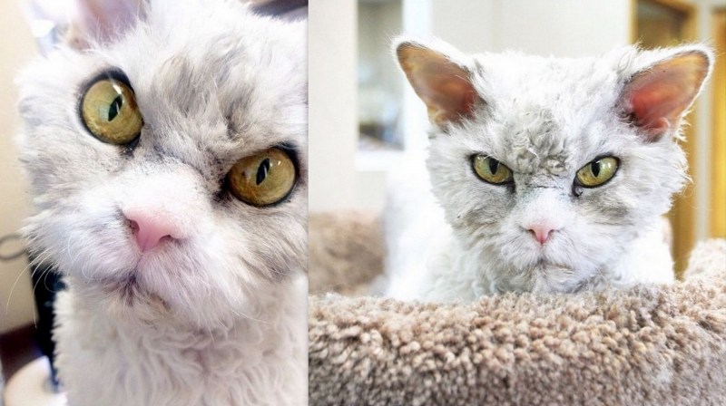 Злые коты