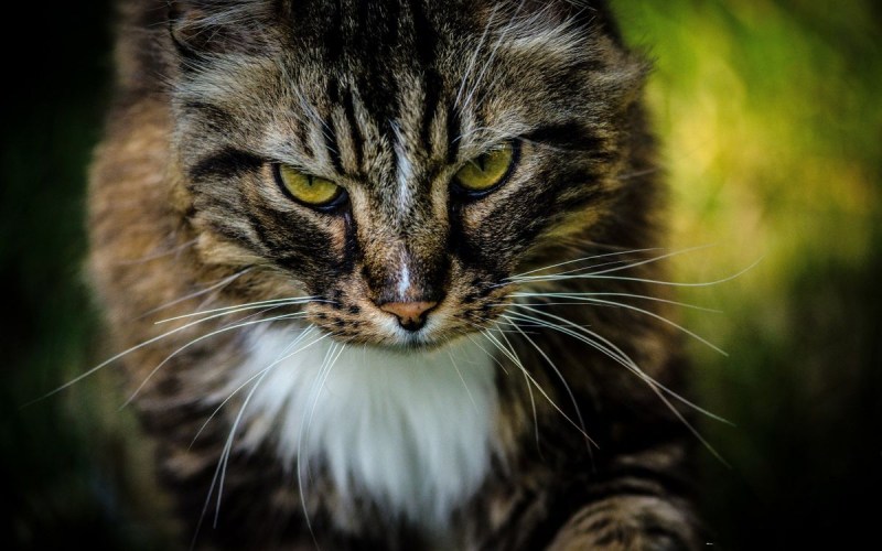 Злая кошка