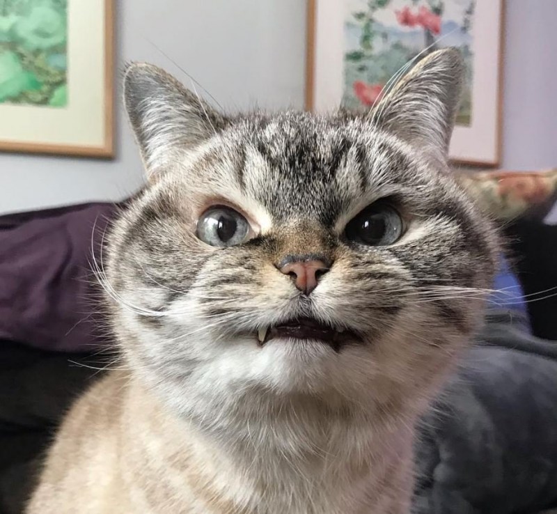 Котик шипит