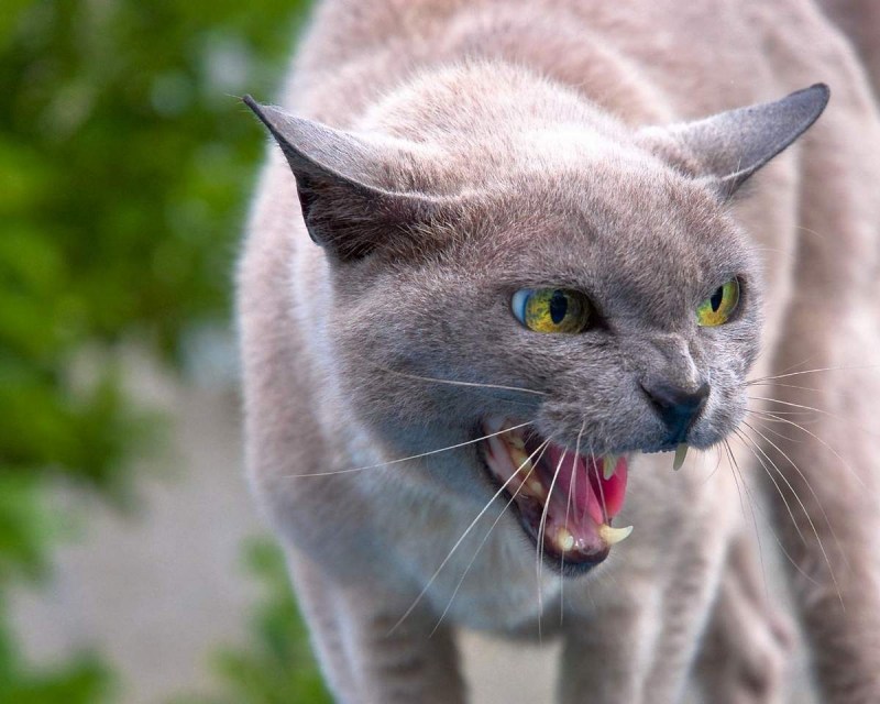 Бешеная кошка