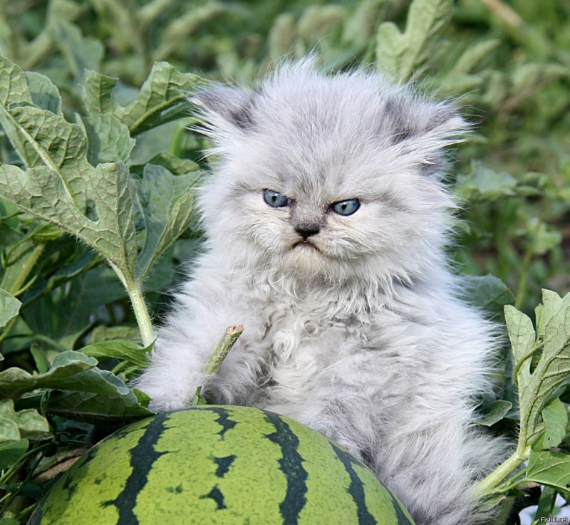 Кот и Никон