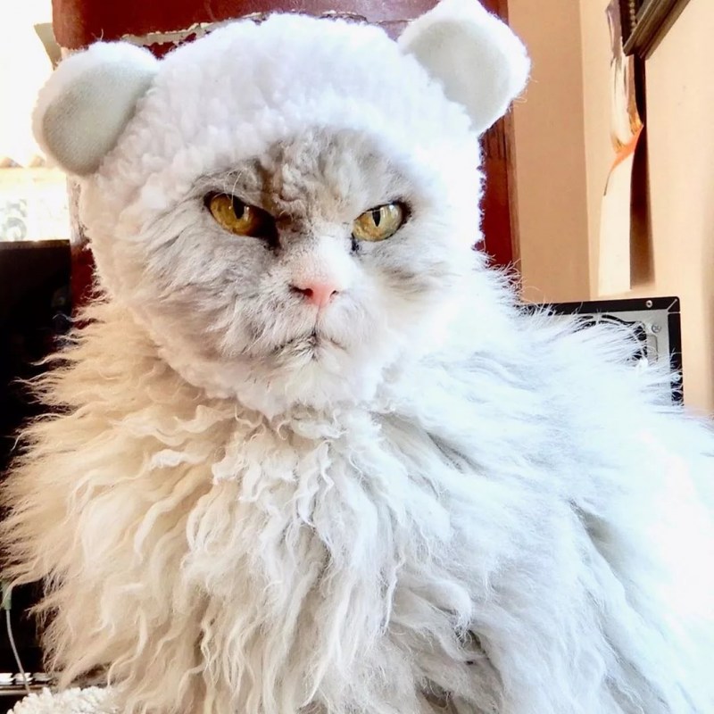 Злая кошка