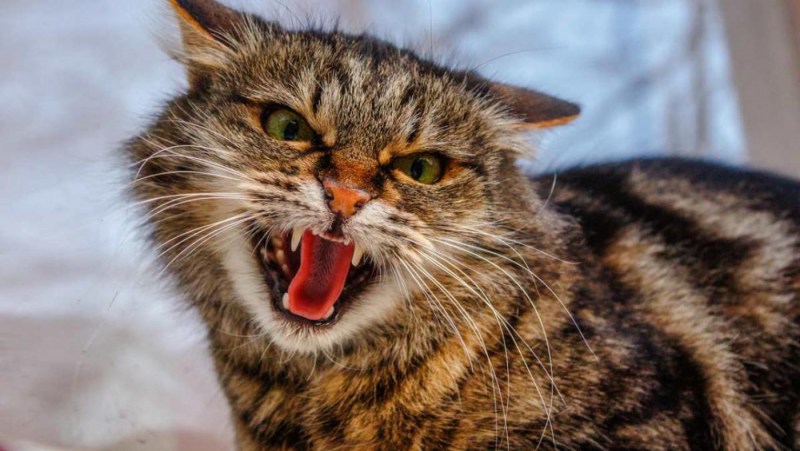 Злая кошка