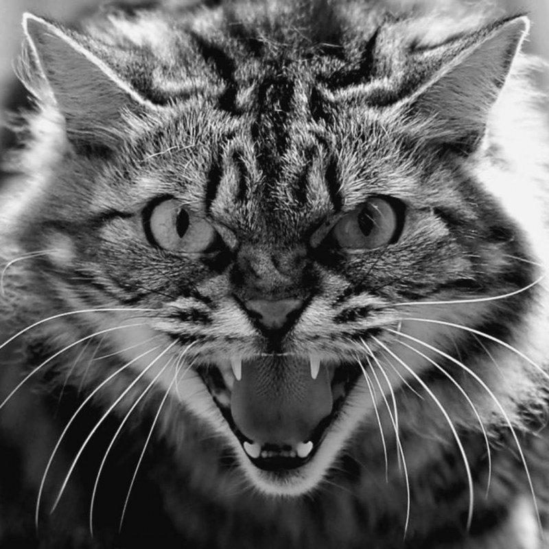 Серьезные коты