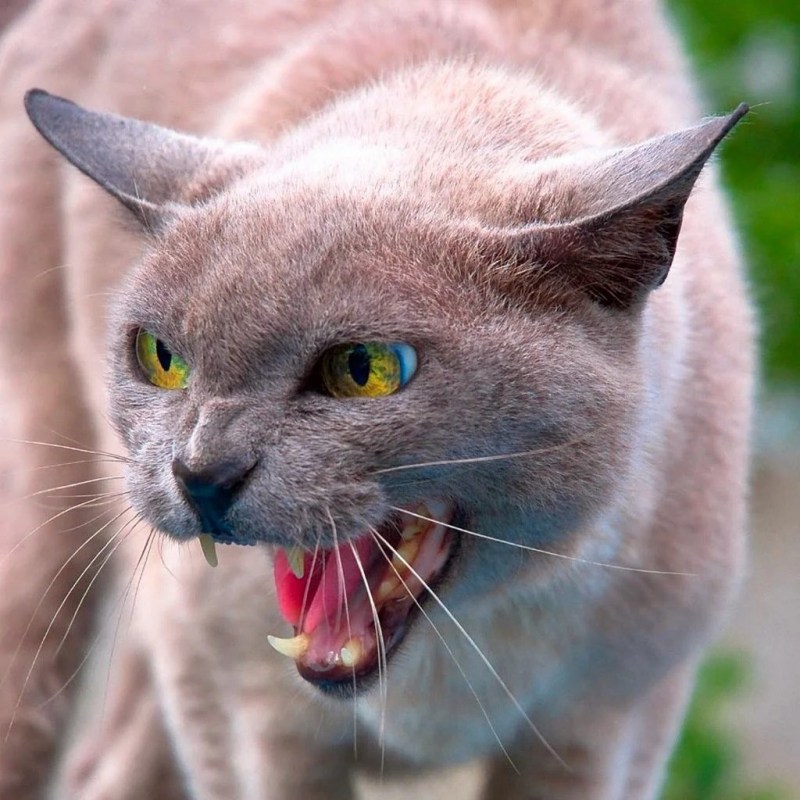 Злая кошка