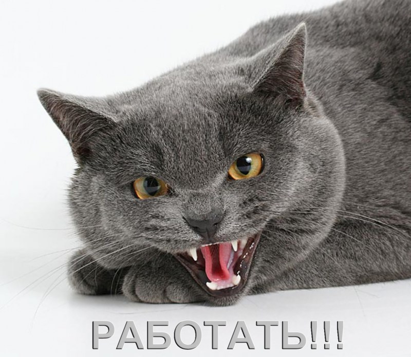 Злая кошка