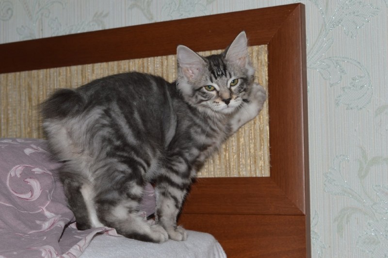 Курильский бобтейл