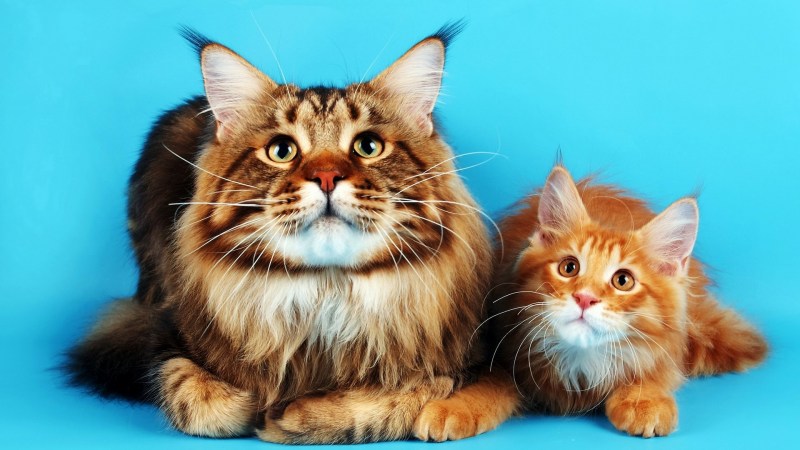 Котята Мейн кун