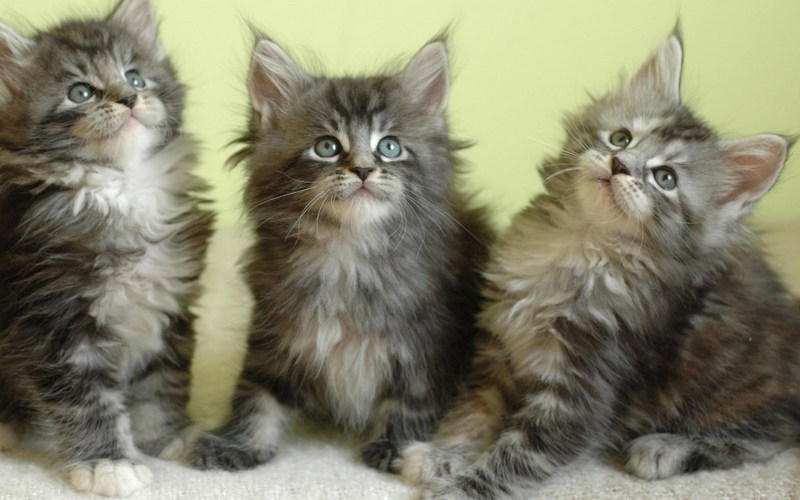 Коты метисы Мейн куна