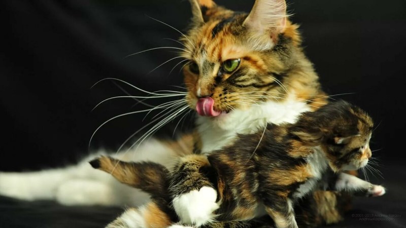 Коты Мейн куны