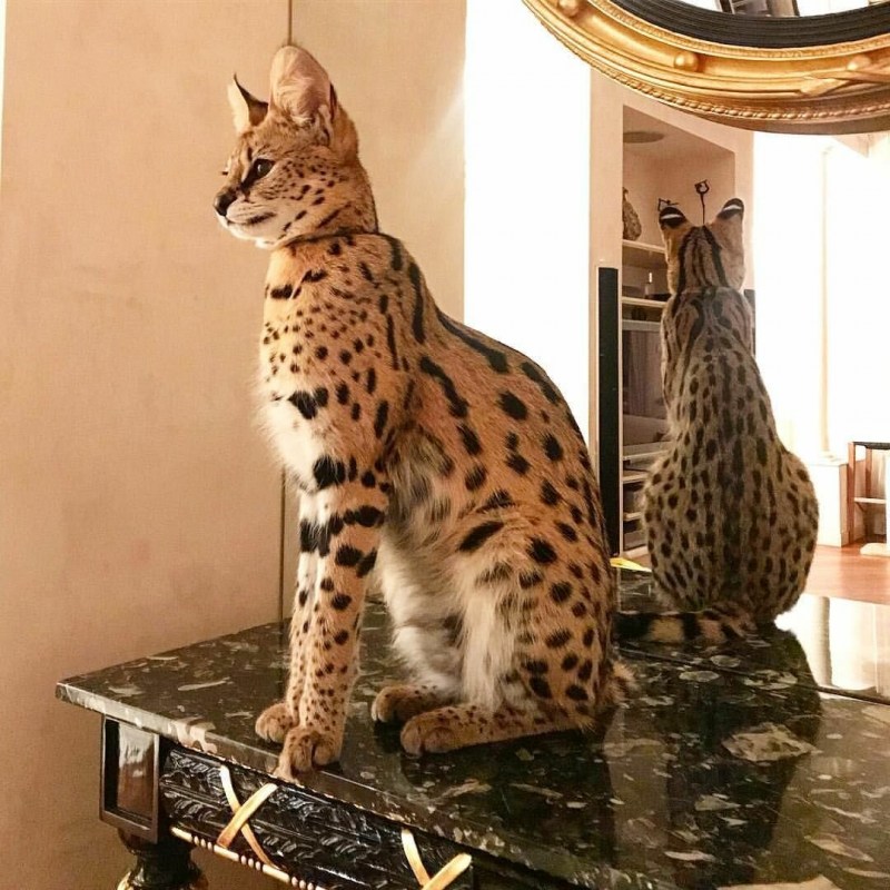 Сервал Саванна