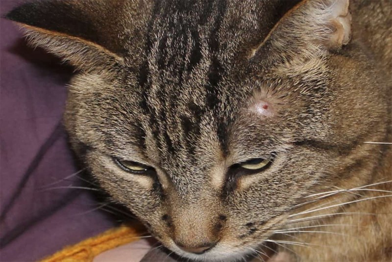Ушки кошки