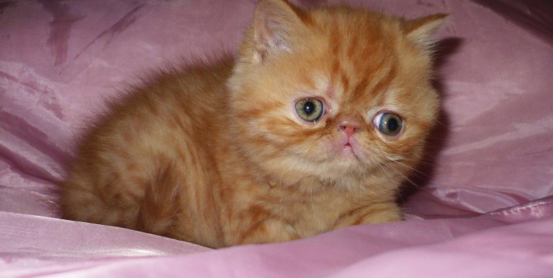 Экзотическая кошка рыжая - картинки и фото биржевые-записки.рф