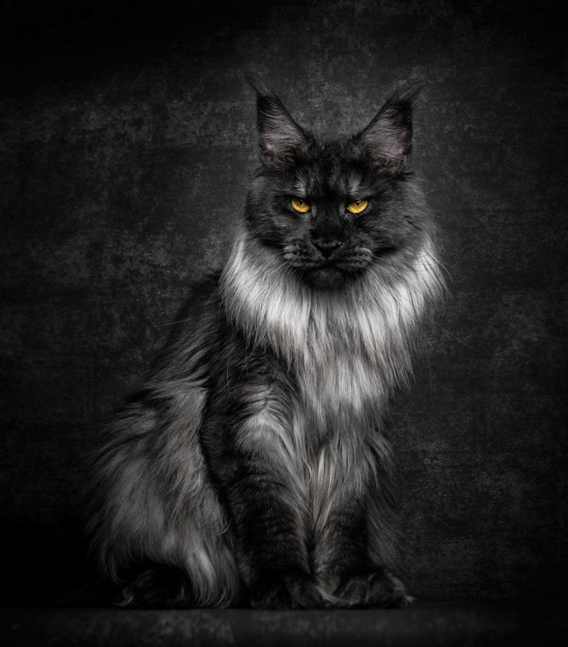 Кот большой породы Мейн кун