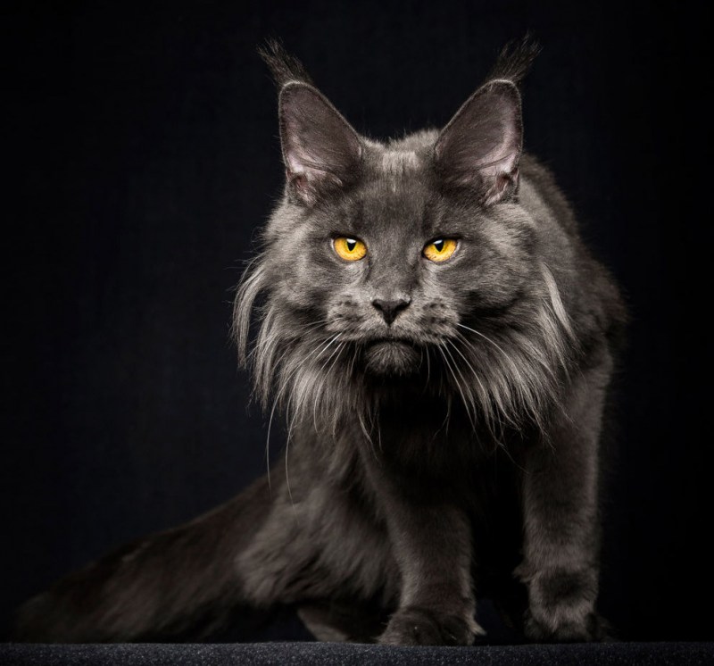Кот куин Мейн