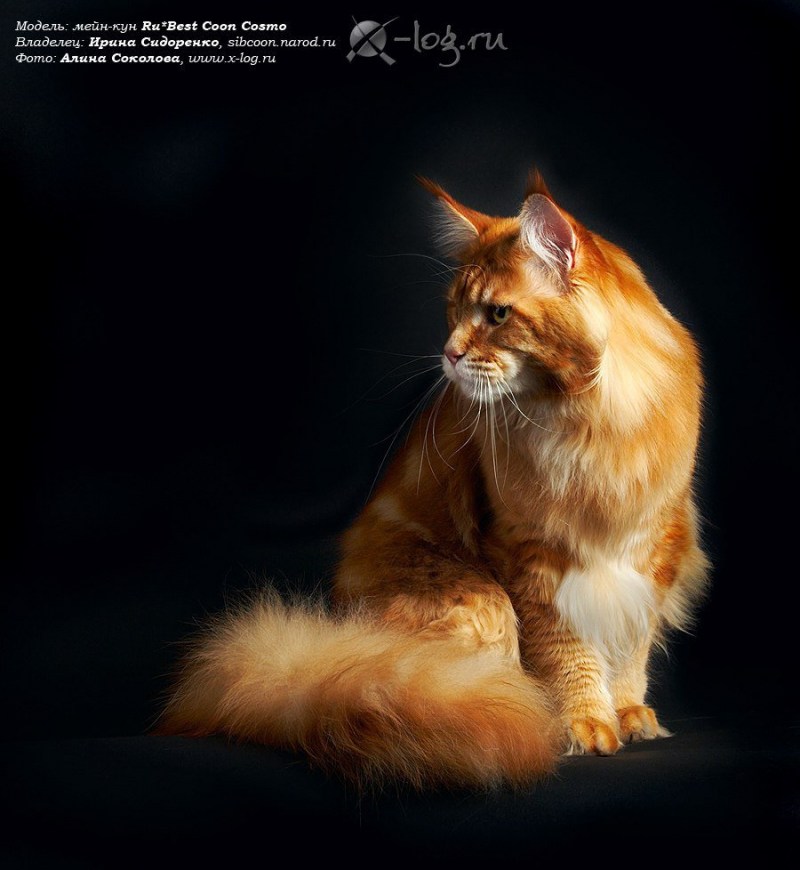 Рыжий толстый Сибирский кот