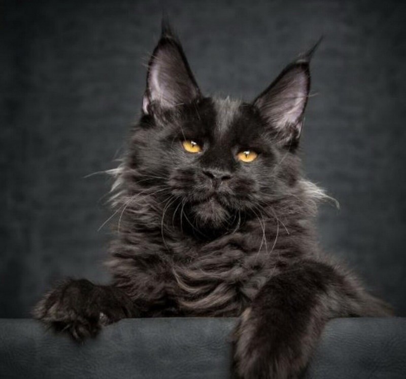Кот Мейн кун черный