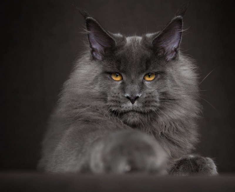 Кот Мейн кун