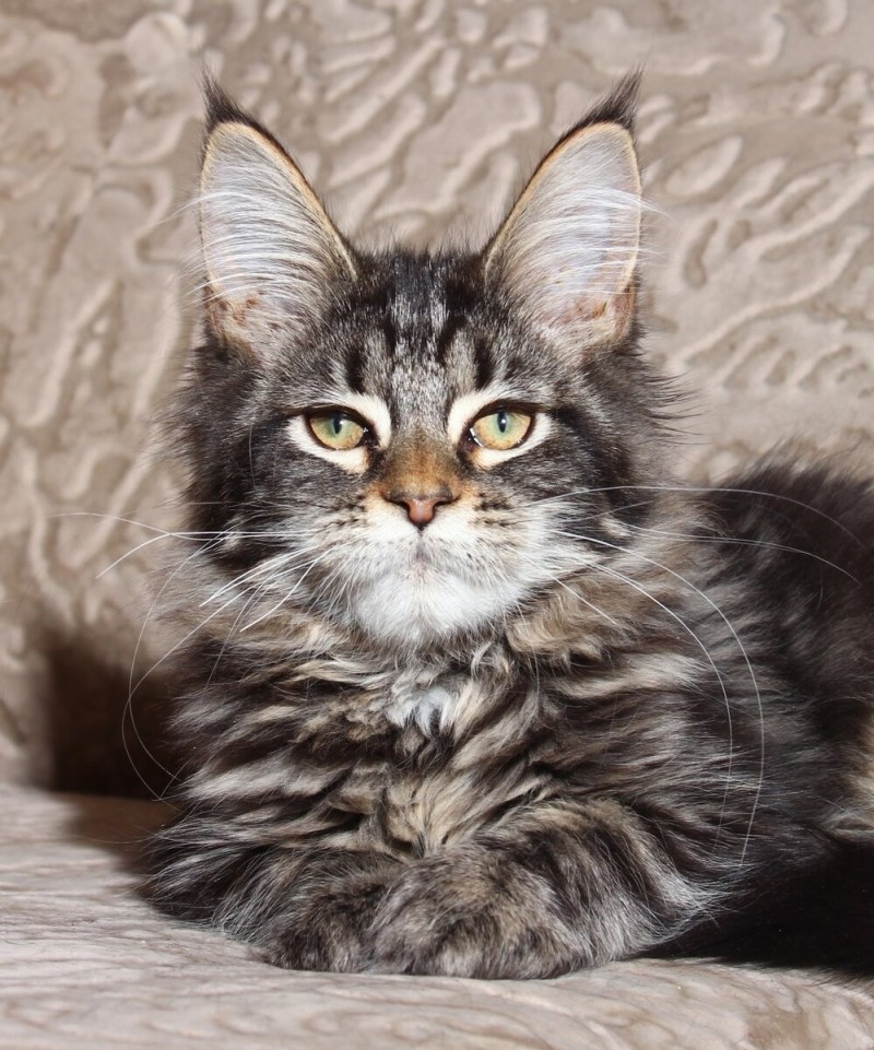 Енотовидная кошка