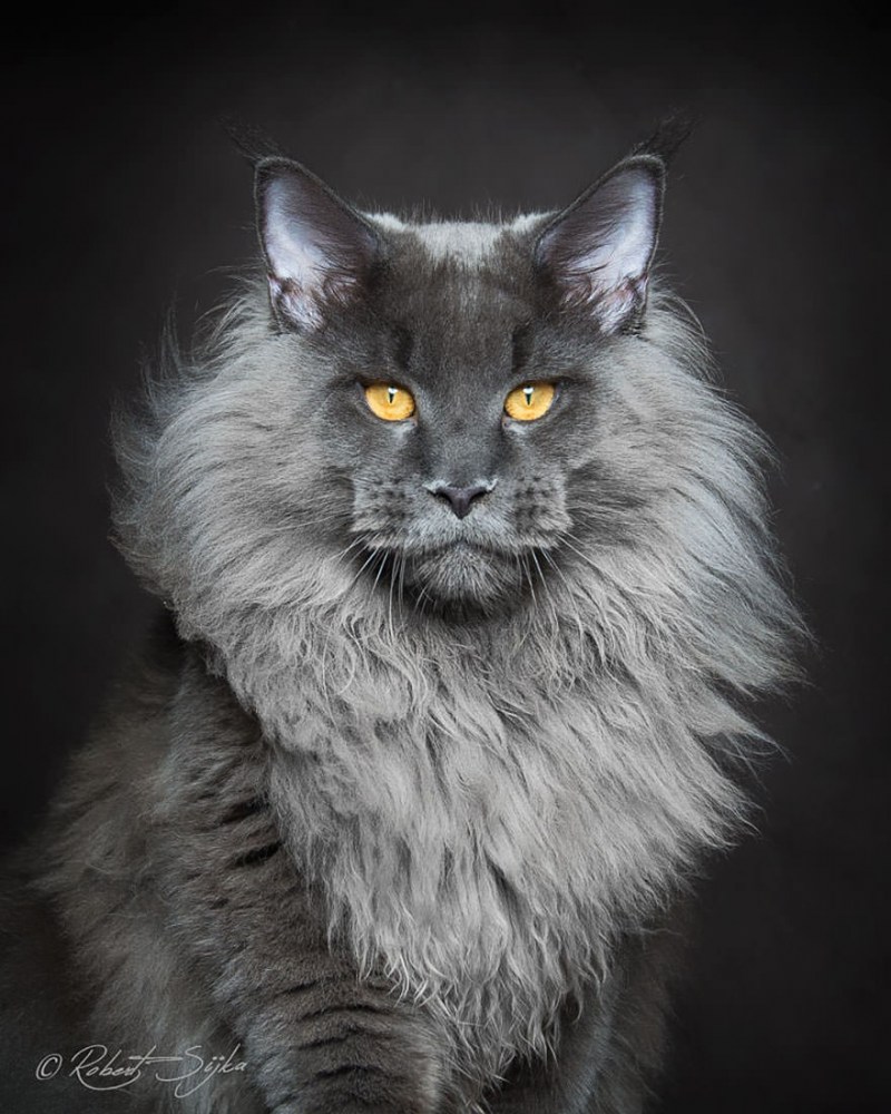 Кот куин Мейн
