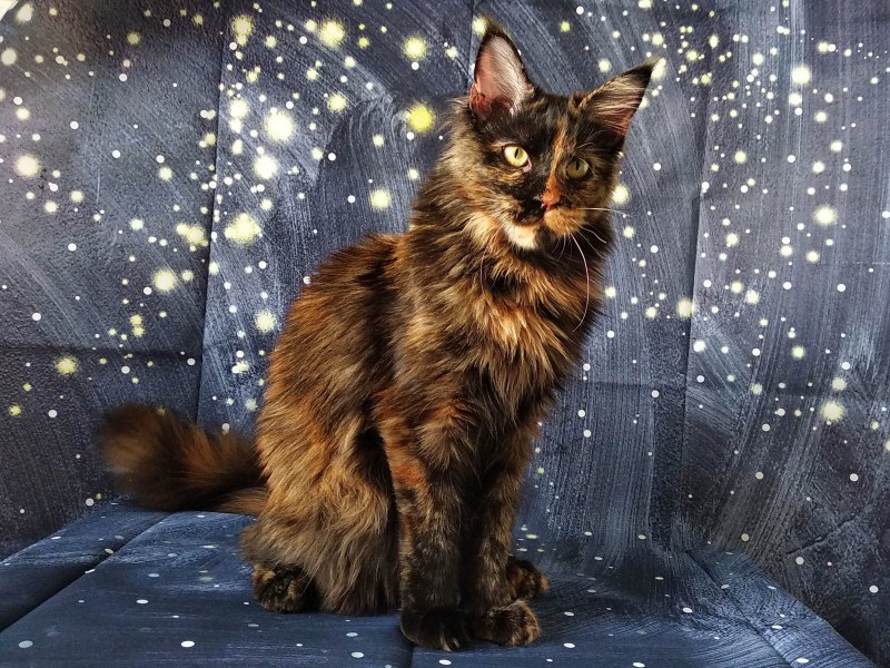Кошка Мейн кун