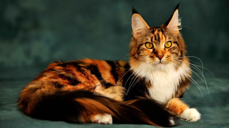 Мейнкун кот